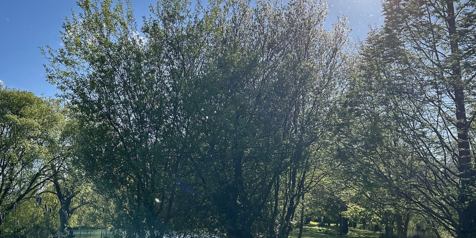 Guests by the lake in summer sunshine