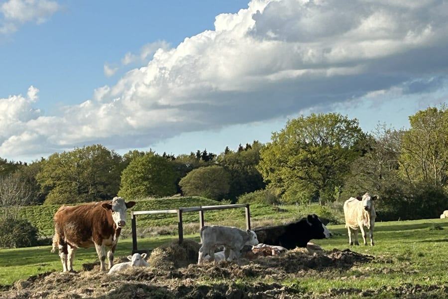 Cattle grazing in the fields around the lakes at The Shift Retreats