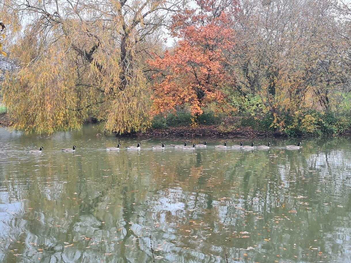 Geese on the lake at The Shift Retreats — nature is part of the experience